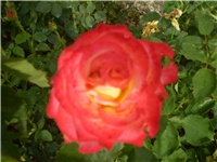 323ebecc-Picture 305.jpg